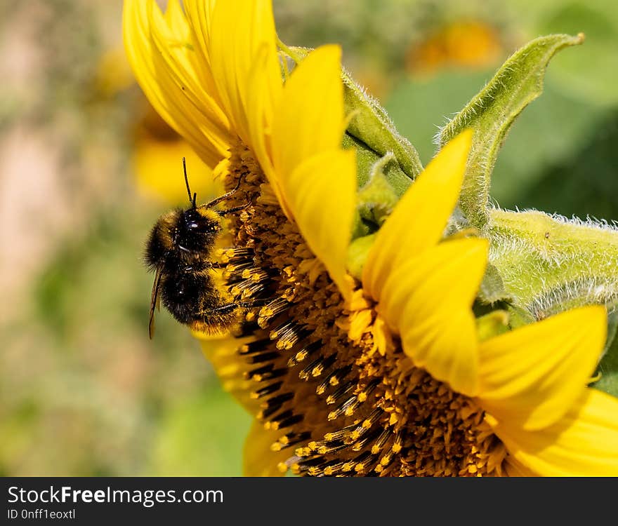 Bee, Honey Bee, Flower, Insect