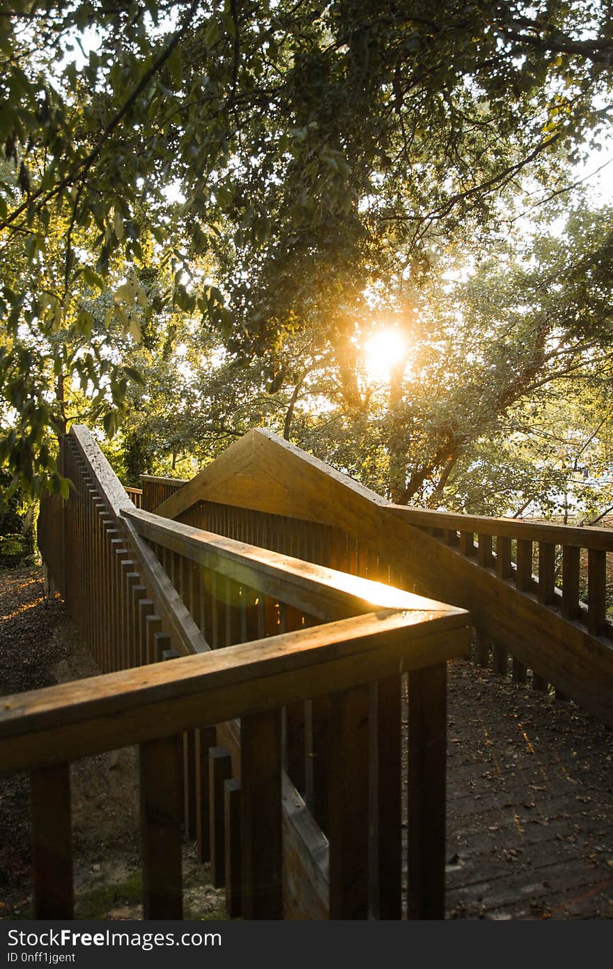 Tree, Plant, Path, Sunlight