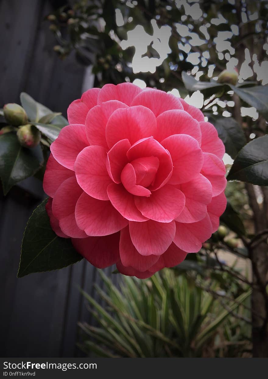 Flower, Plant, Pink, Flowering Plant