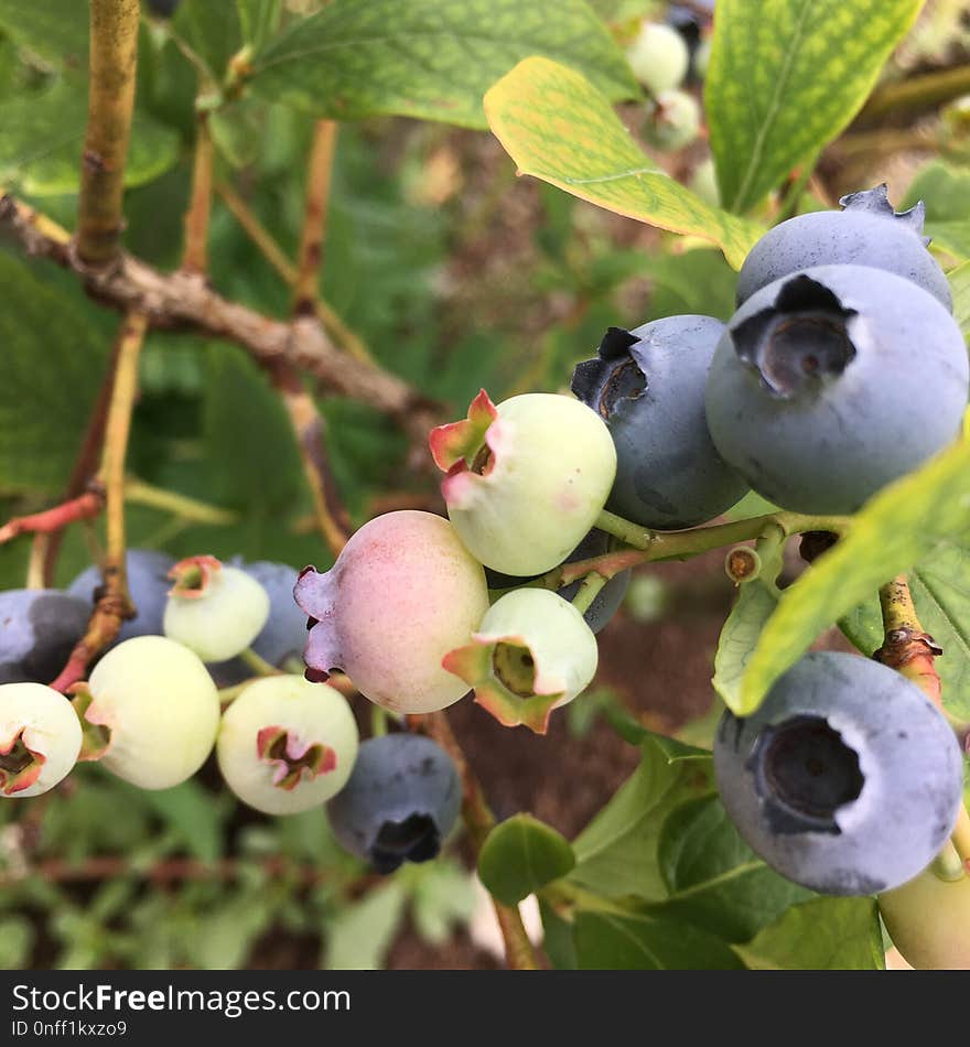 Blueberry, Plant, Berry, Fruit