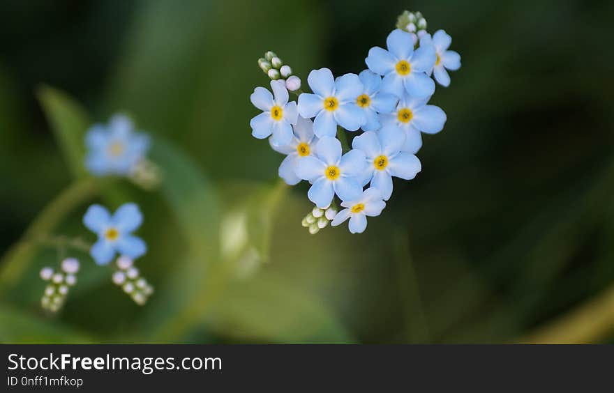 Flower, Forget Me Not, Flowering Plant, Plant