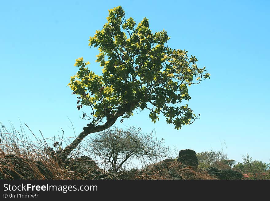 Tree, Vegetation, Sky, Woody Plant