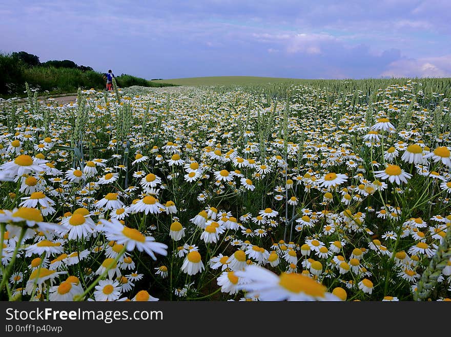 Flower, Wildflower, Field, Plant