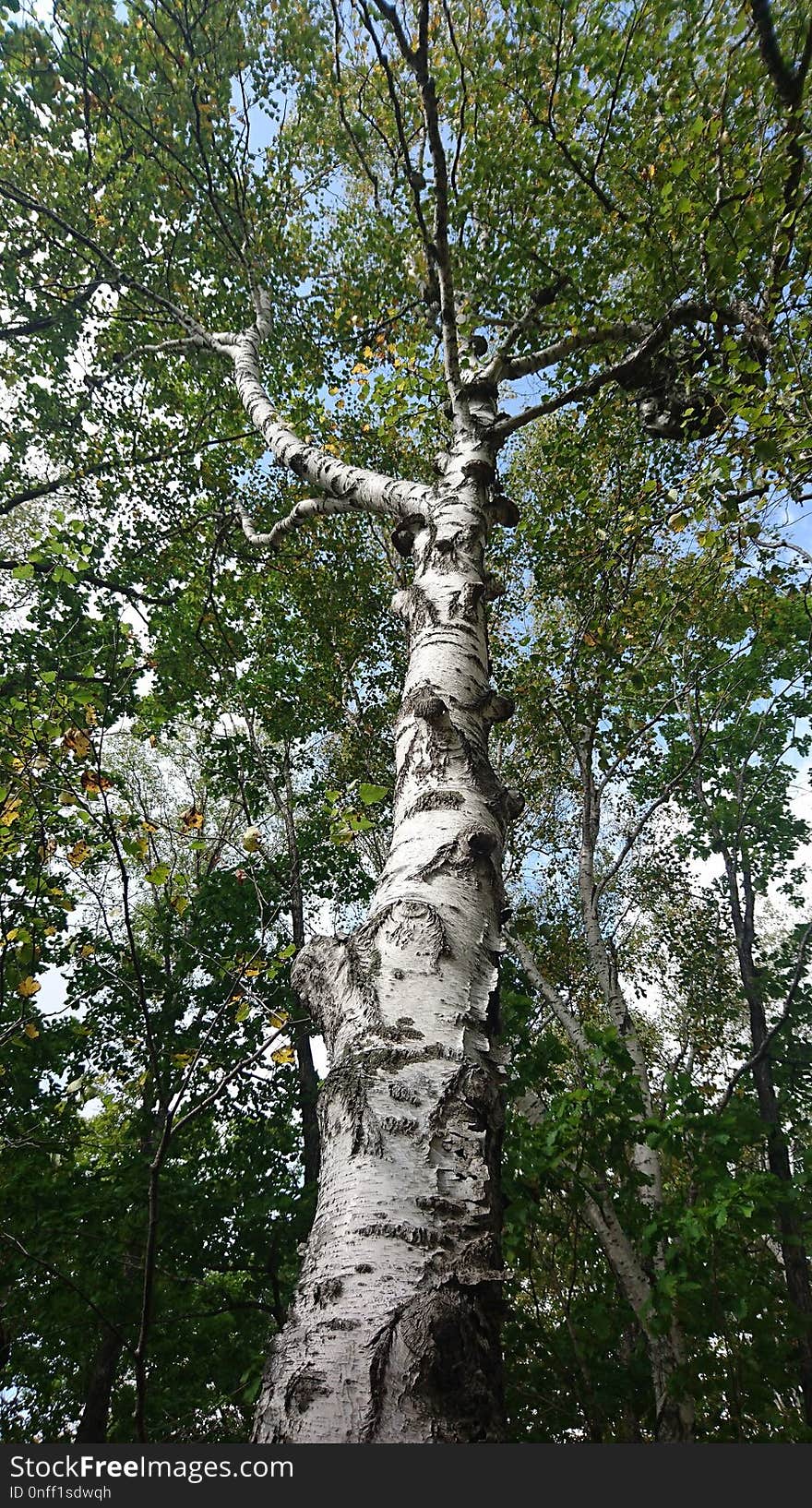 Tree, Woody Plant, Birch, Grove