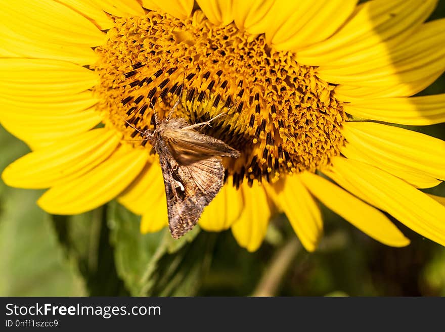 Honey Bee, Flower, Bee, Yellow