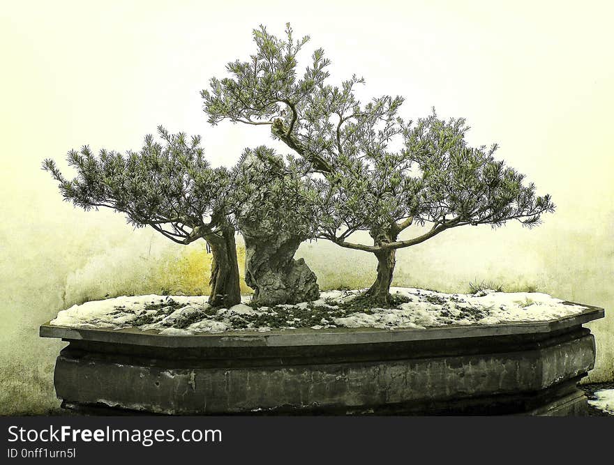 Tree, Plant, Bonsai, Houseplant