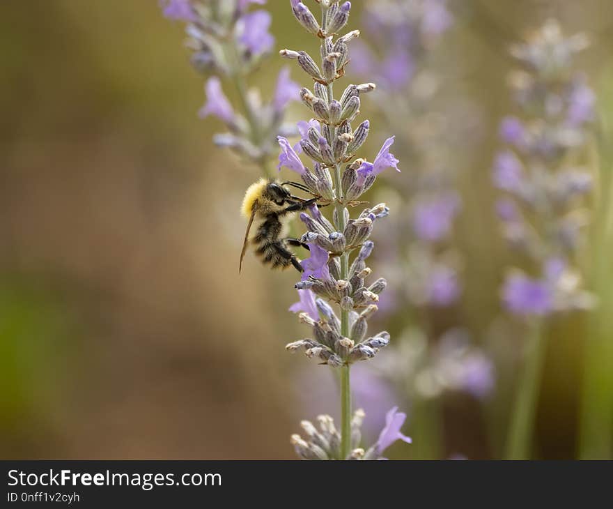 Bee, Honey Bee, Lavender, English Lavender