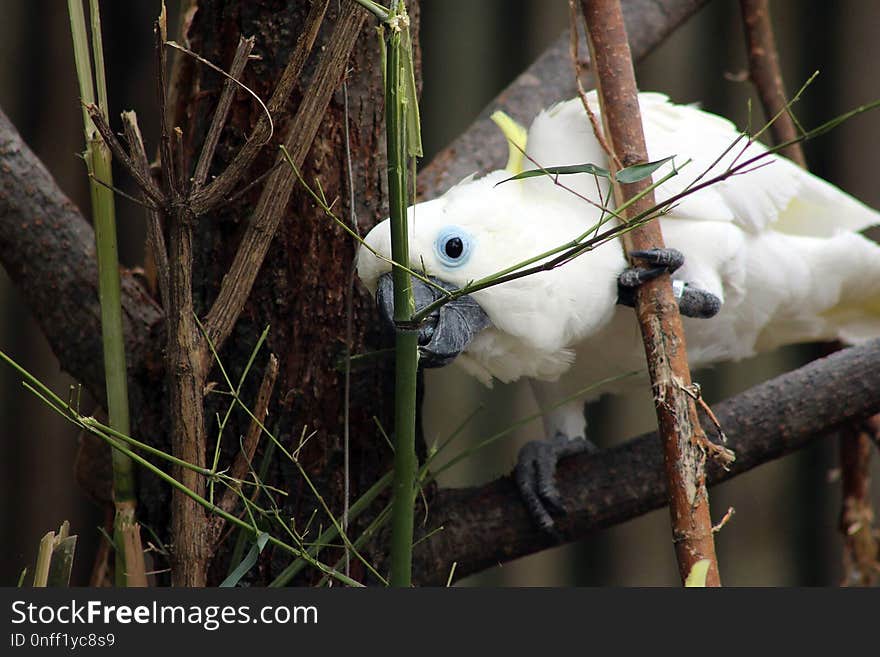 Fauna, Bird, Beak, Branch