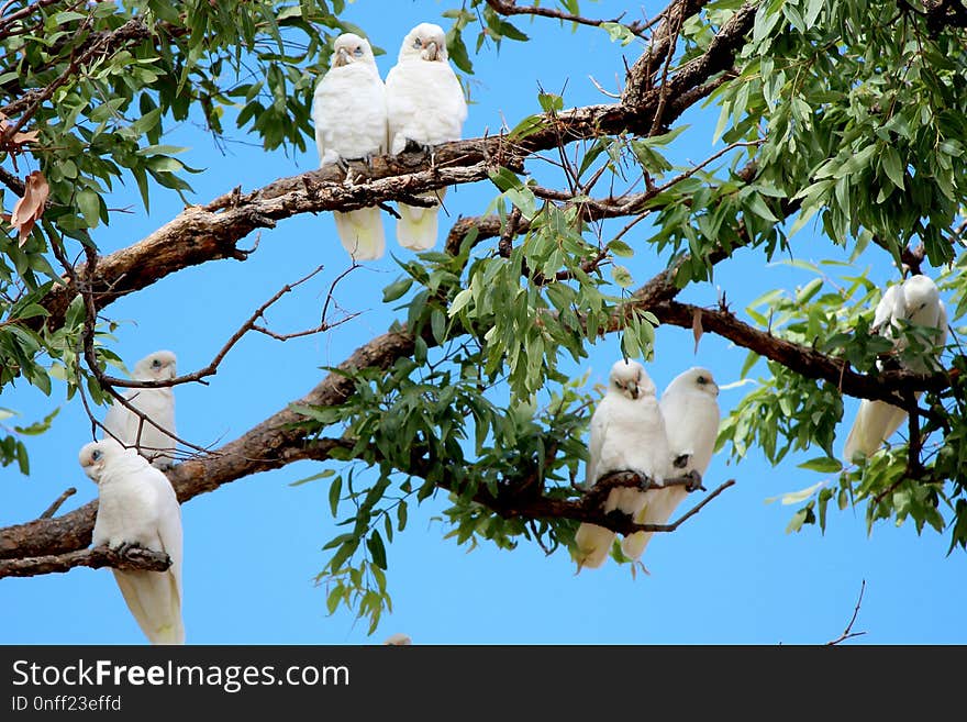 Branch, Bird, Fauna, Tree