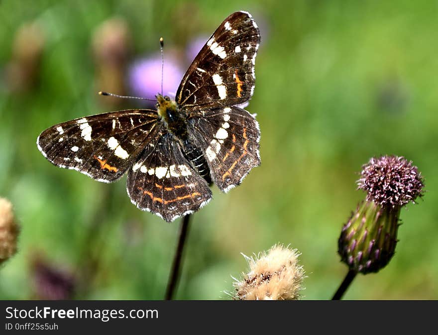 Butterfly, Moths And Butterflies, Insect, Brush Footed Butterfly