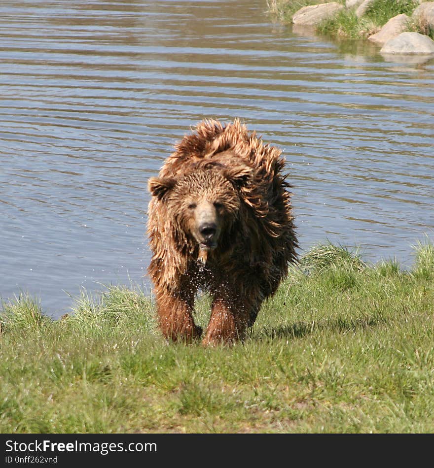 Brown Bear, Dog Breed Group, Dog, Spanish Water Dog