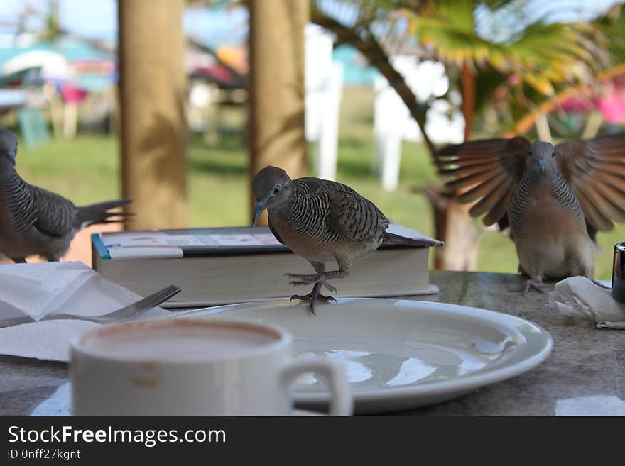 Bird, Fauna, Beak, Tree