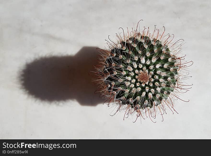 Cactus, Plant, Flowering Plant, Thorns Spines And Prickles