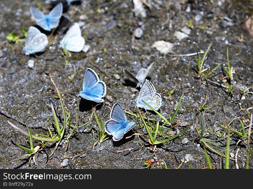 Plant, Leaf, Moths And Butterflies, Flora