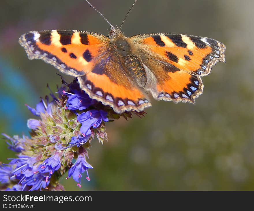 Butterfly, Moths And Butterflies, Insect, Brush Footed Butterfly