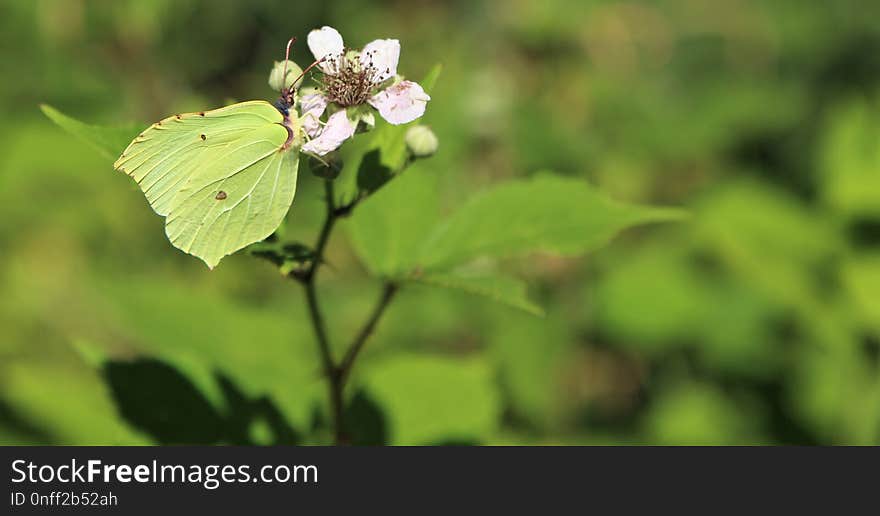 Butterfly, Moths And Butterflies, Insect, Brush Footed Butterfly