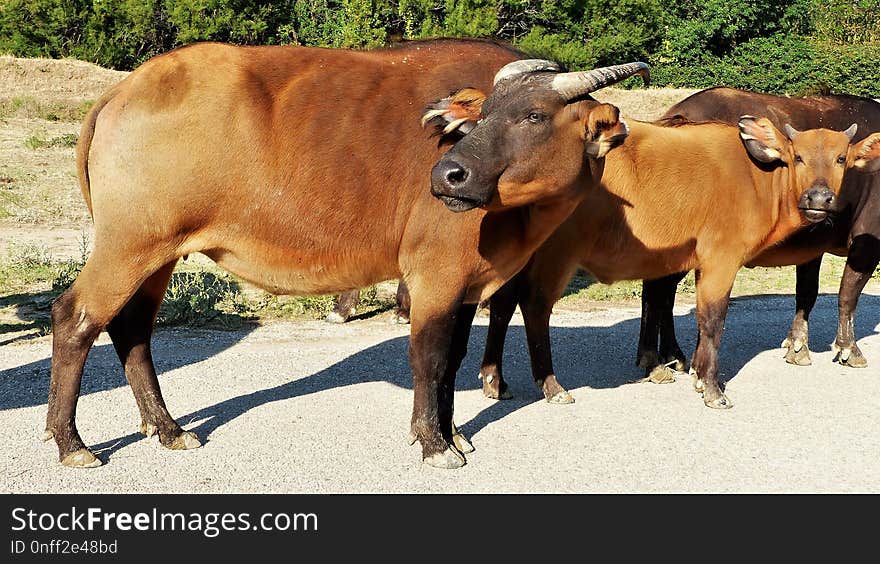 Cattle Like Mammal, Horn, Ox, Cow Goat Family