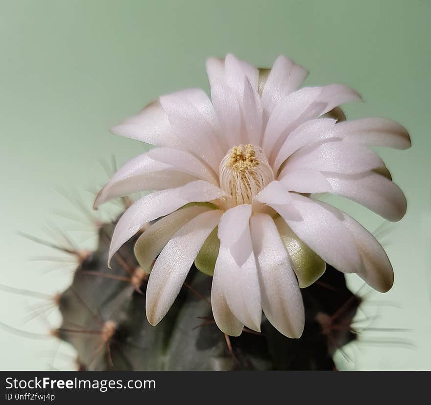 Flower, Plant, Flowering Plant, Flora