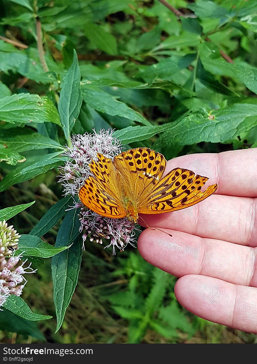 Butterfly, Moths And Butterflies, Brush Footed Butterfly, Flower