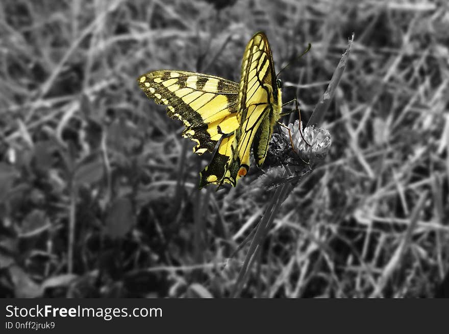 Butterfly, Moths And Butterflies, Yellow, Insect