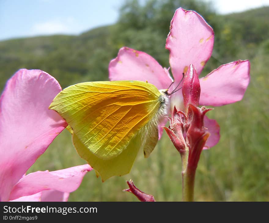 Flower, Flora, Wildflower, Insect