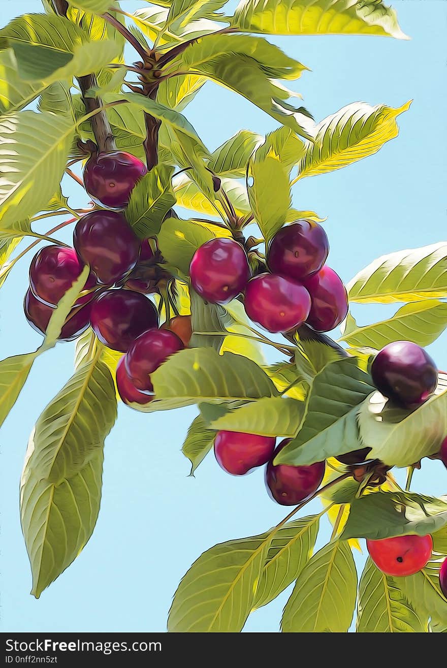 Fruit, Cherry, Plant, Food