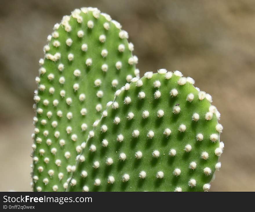 Cactus, Close Up, Plant, Thorns Spines And Prickles