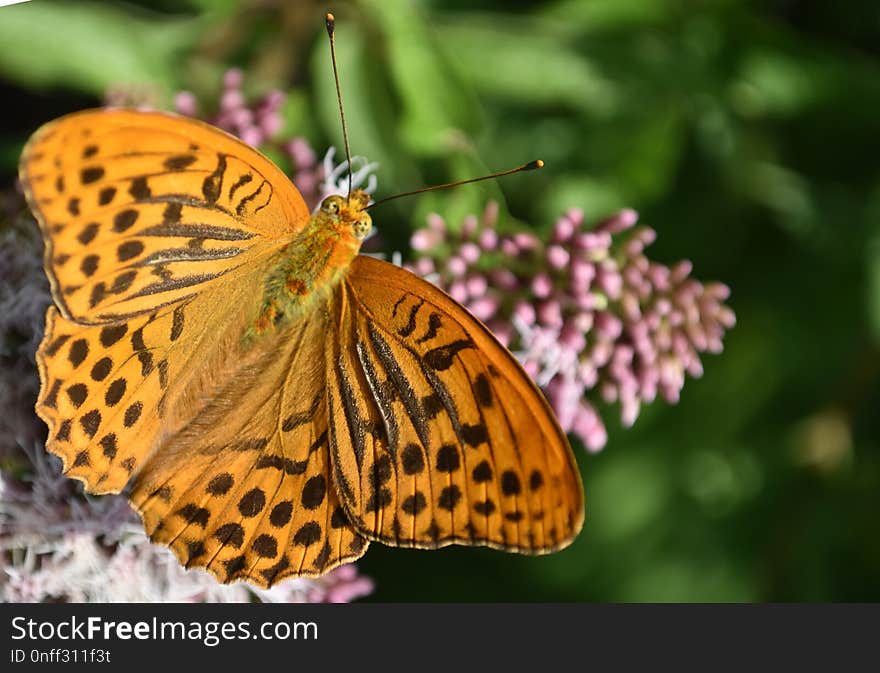 Butterfly, Moths And Butterflies, Insect, Brush Footed Butterfly