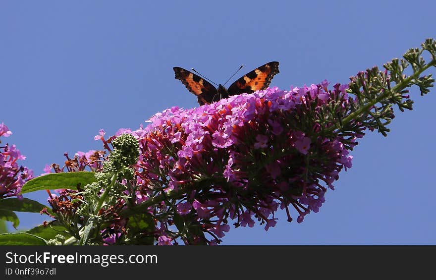 Butterfly, Moths And Butterflies, Brush Footed Butterfly, Flora