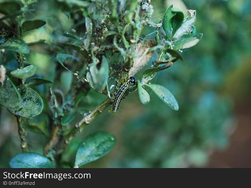 Leaf, Plant, Branch, Tree