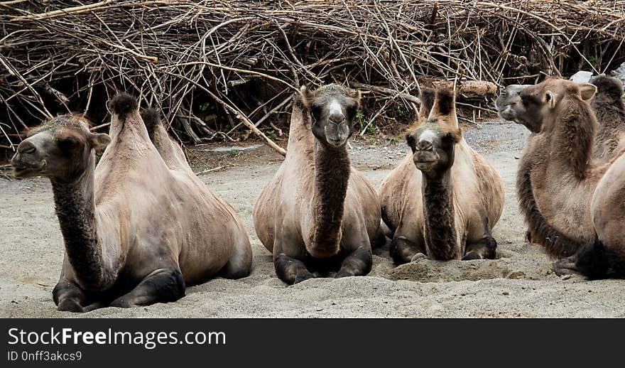 Fauna, Camel Like Mammal, Terrestrial Animal, Wildlife