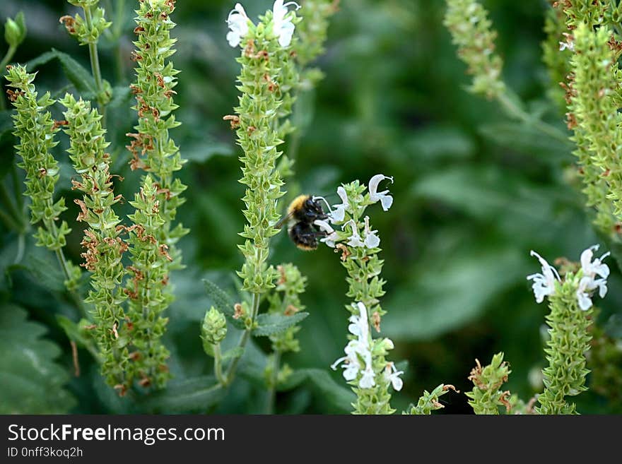 Plant, Pollinator, Membrane Winged Insect, Herb