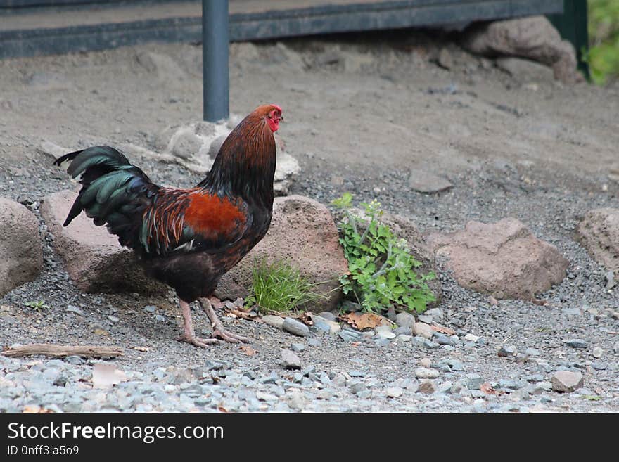 Chicken, Rooster, Galliformes, Bird