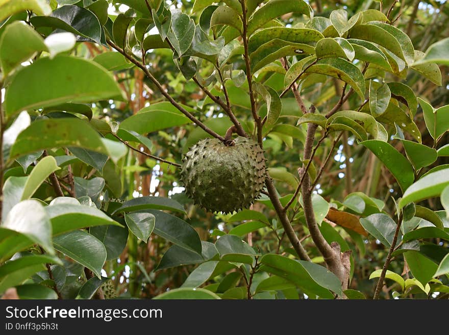 Plant, Vegetation, Fruit Tree, Fruit