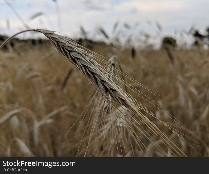 Food Grain, Wheat, Rye, Grass Family