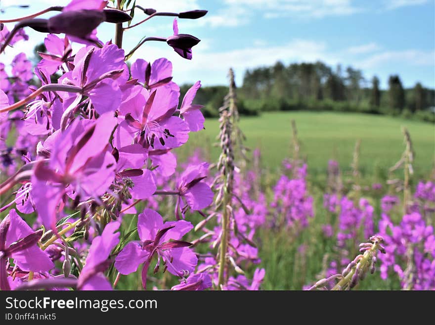 Flower, Purple, Ecosystem, Flora