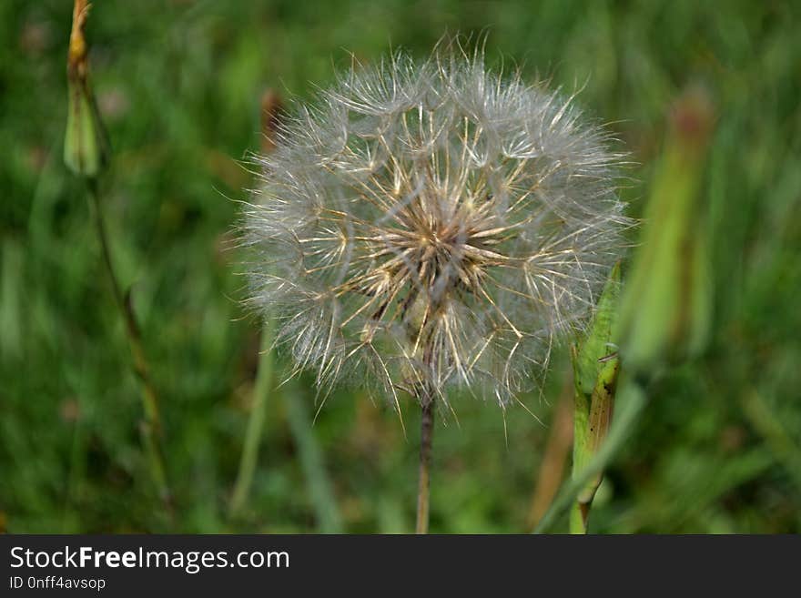 Flora, Plant, Flower, Dandelion