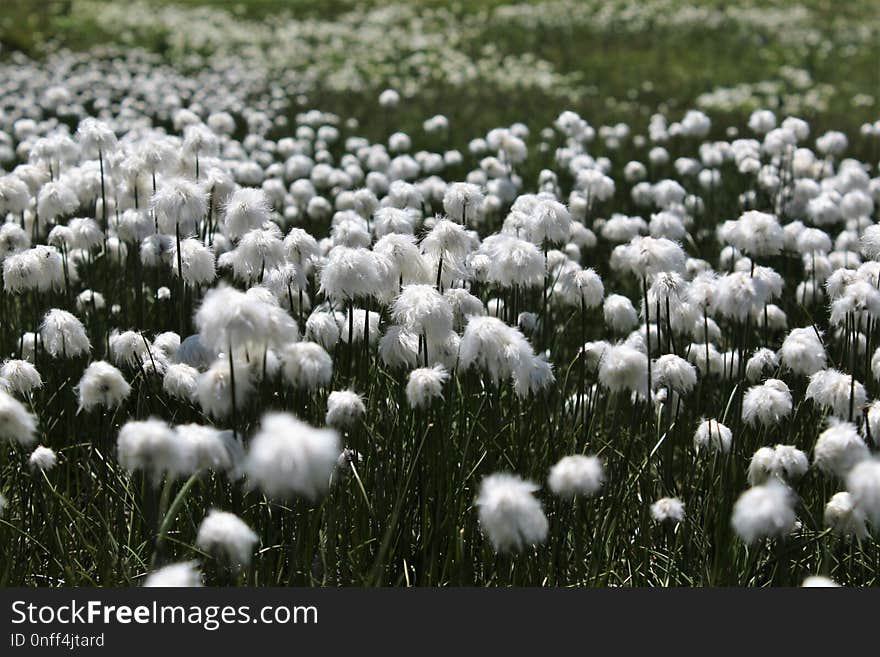 Grass, Plant, Flower, Black And White