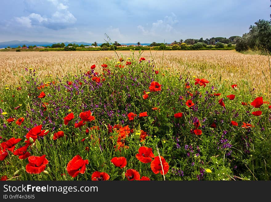 Ecosystem, Field, Flower, Wildflower