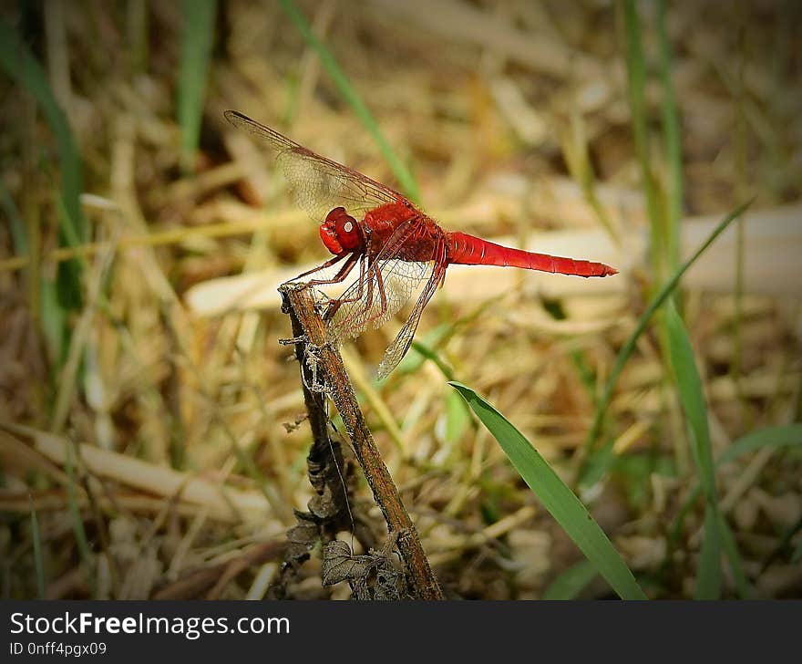 Dragonfly, Insect, Dragonflies And Damseflies, Invertebrate