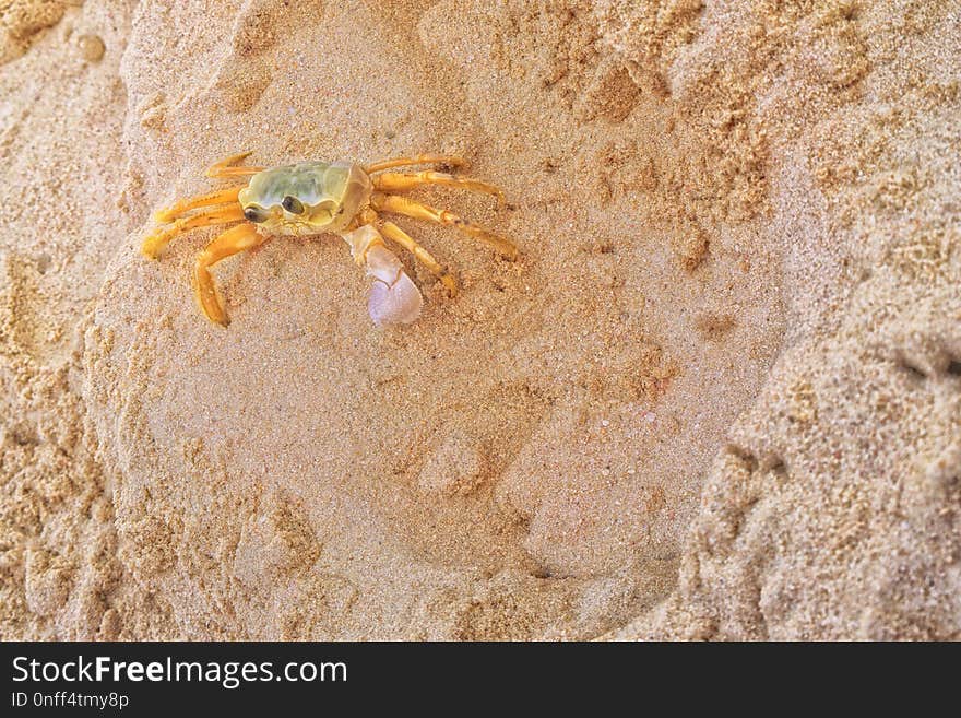 Crab, Decapoda, Sand, Crustacean