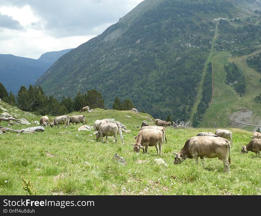 Pasture, Nature Reserve, Highland, Grassland