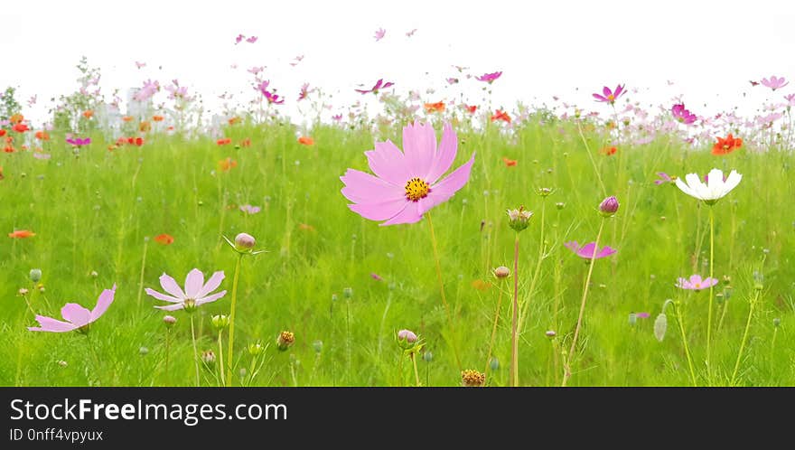 Flower, Ecosystem, Meadow, Wildflower