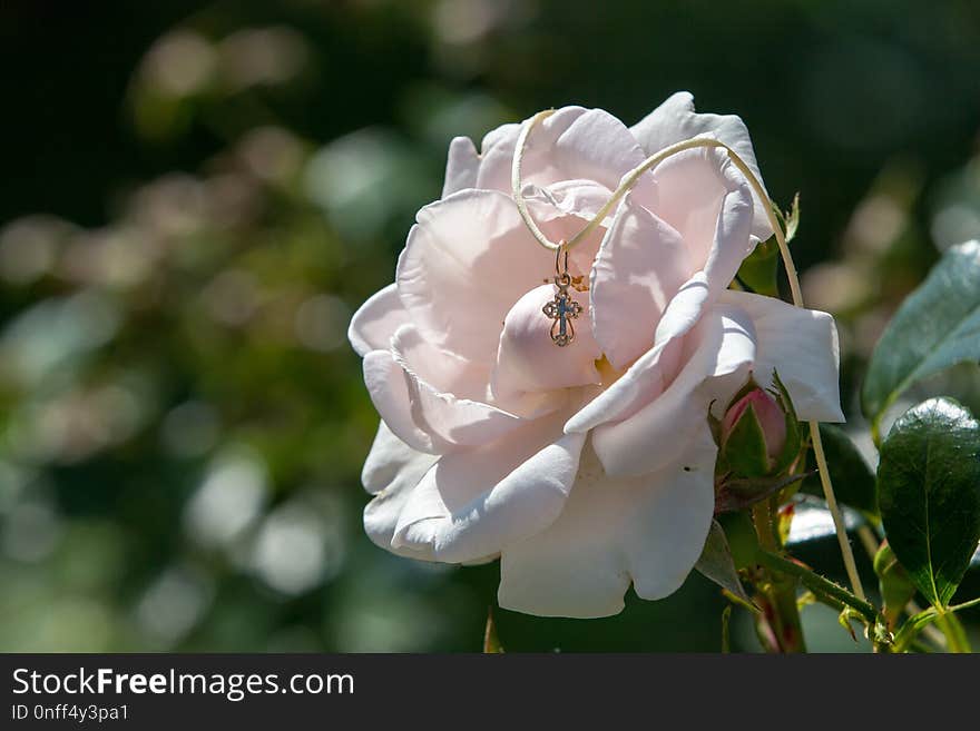 Flower, Rose Family, White, Rose