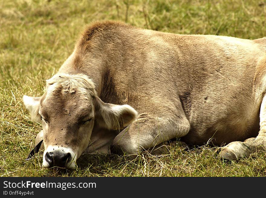 Cattle Like Mammal, Fauna, Grass, Grazing