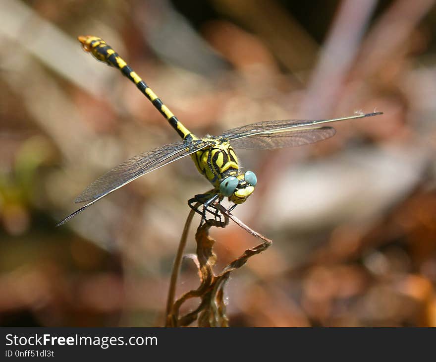 Dragonfly, Insect, Dragonflies And Damseflies, Invertebrate