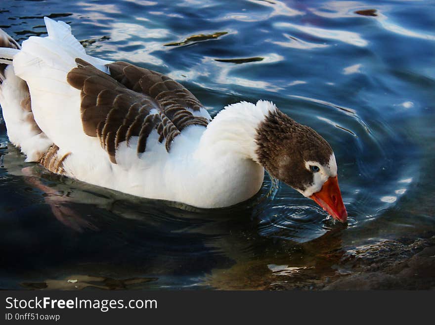 Bird, Water Bird, Water, Fauna