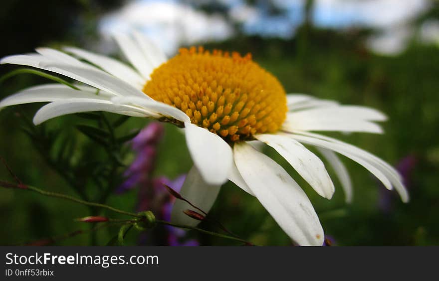 Flower, Coneflower, Close Up, Petal