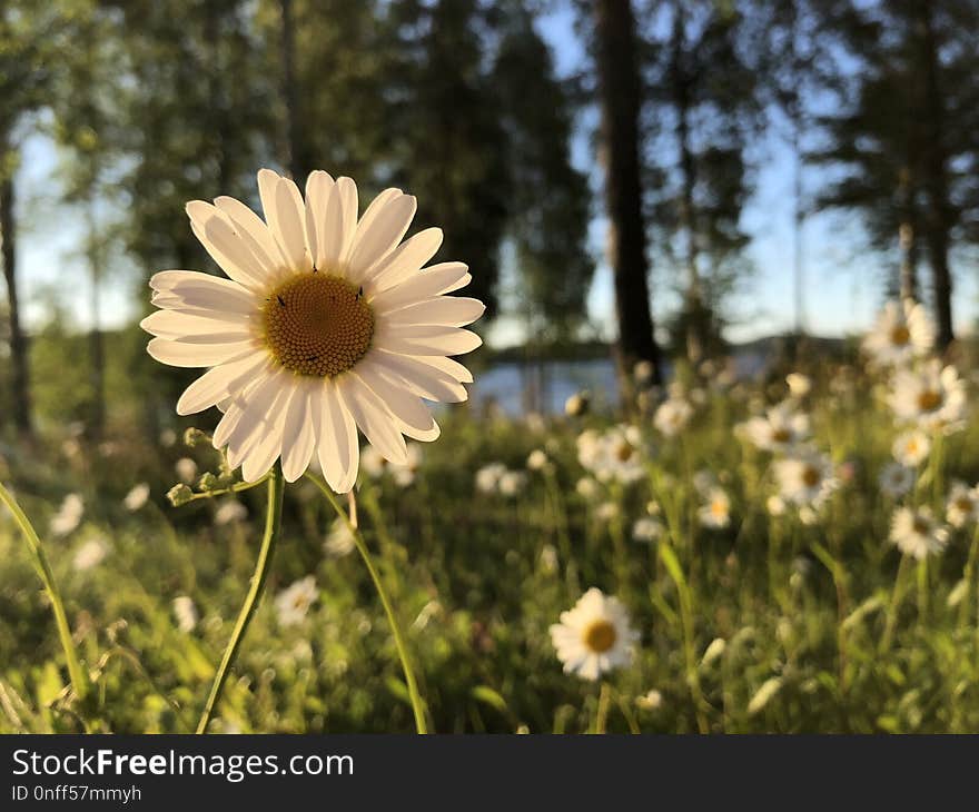 Flower, Flora, Plant, Oxeye Daisy