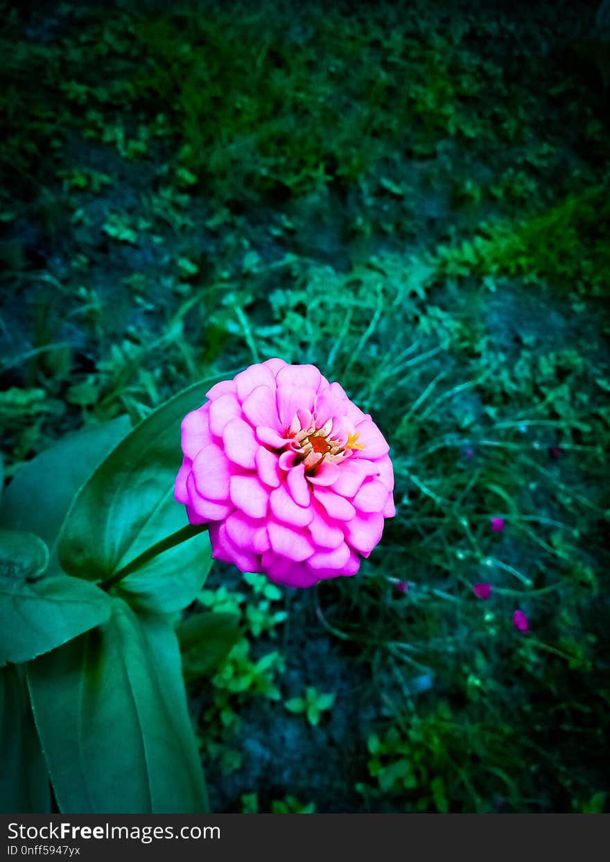 Flower, Green, Flora, Pink